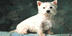 Logo Mạng