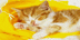 Logo Mạng