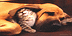 Logo Mạng