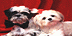 Logo Mạng