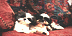 Logo Mạng