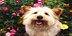 Logo Mạng