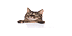 Logo Mạng